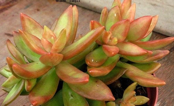 銘月的養(yǎng)殖方法？如何區(qū)分銘月和秋麗？【圖】