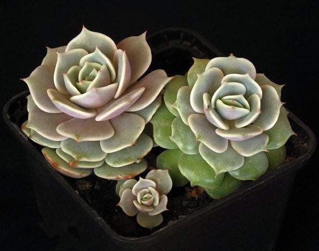 露娜蓮的養殖方法？露娜蓮和麗娜蓮的區別？【圖】