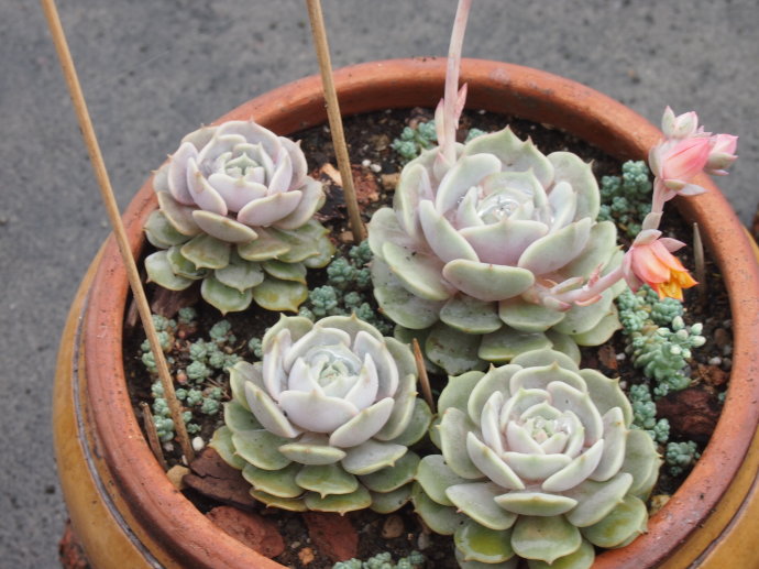 露娜蓮的養殖方法？露娜蓮和麗娜蓮的區別？【圖】