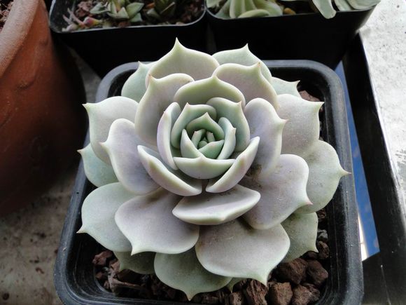 露娜蓮的養殖方法？露娜蓮和麗娜蓮的區別？【圖】