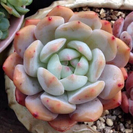 芙蓉雪蓮的養殖方法？芙蓉雪蓮和雪蓮的區別？【圖】