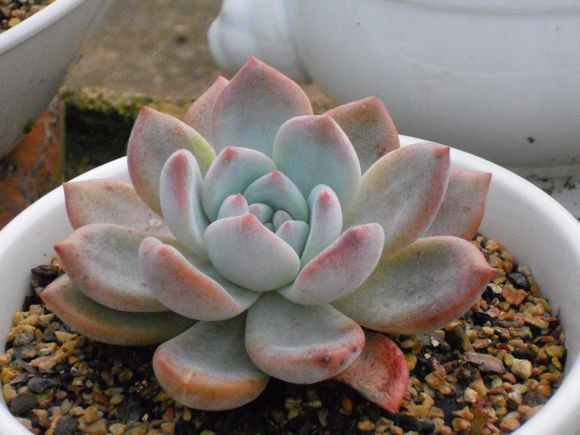 芙蓉雪蓮的養殖方法？芙蓉雪蓮和雪蓮的區別？【圖】