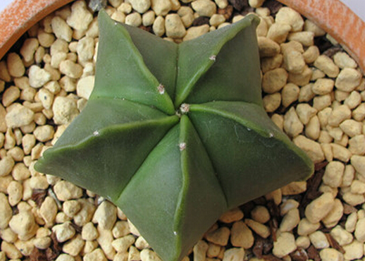 鸞鳳玉的養殖方法？鸞鳳玉的價格是多少錢？【圖】