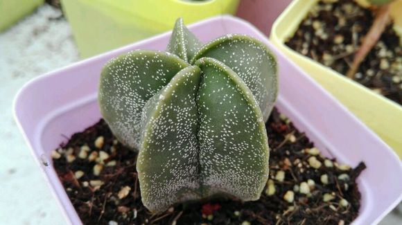 鸞鳳玉的養殖方法？鸞鳳玉的價格是多少錢？【圖】