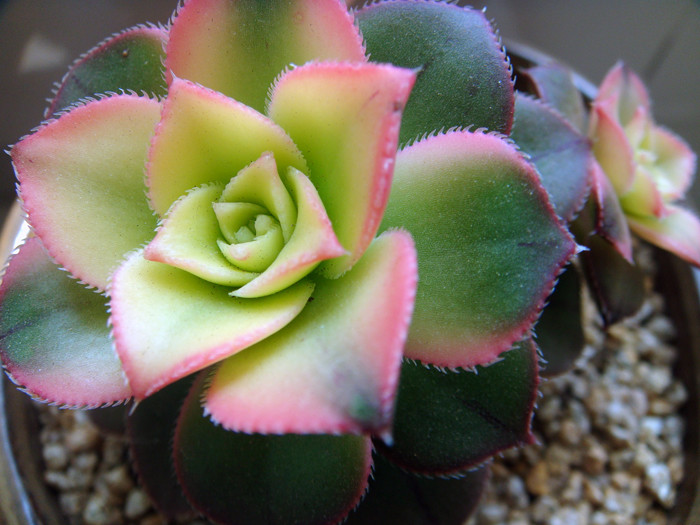 清盛錦怎么養？清盛錦怎么變色？【圖】