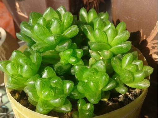 草玉露的養殖方法？草玉露和姬玉露的區別？【圖】