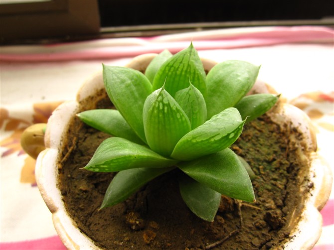 草玉露的養殖方法？草玉露和姬玉露的區別？【圖】