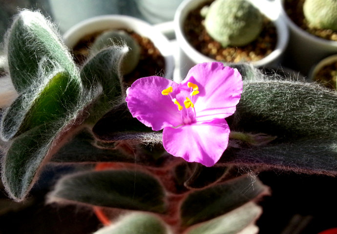 白雪姬的養護方法？白雪姬的傳說？【圖】