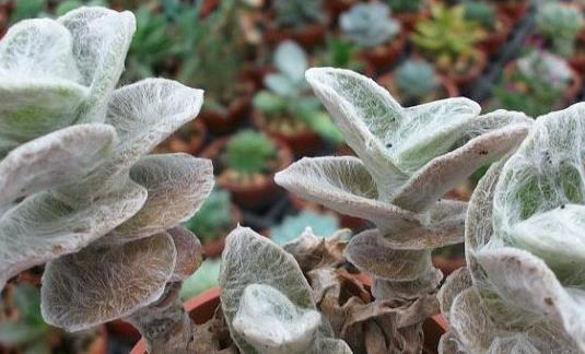 白雪姬的養護方法？白雪姬的傳說？【圖】