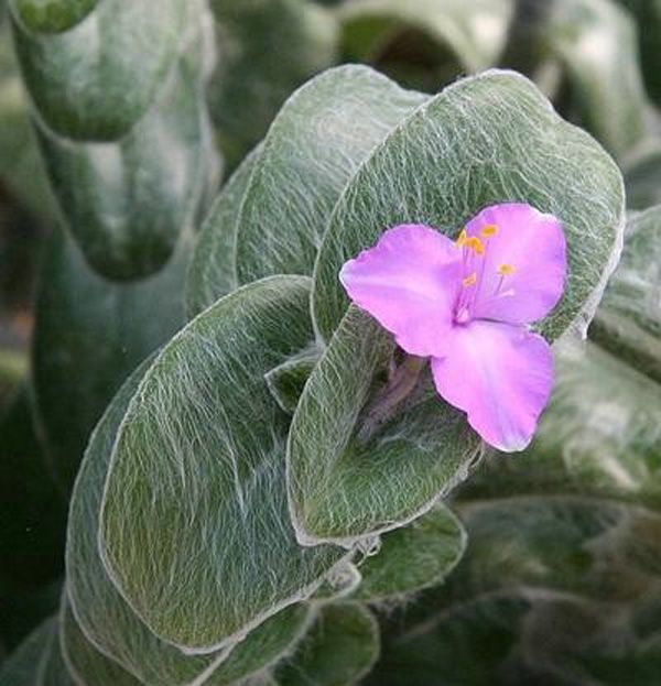 白雪姬的養護方法？白雪姬的傳說？【圖】