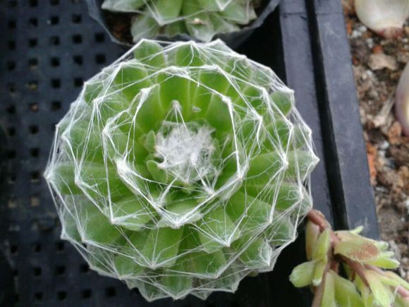 蛛絲卷絹怎么養(yǎng)？蛛絲卷絹扦插？【圖】