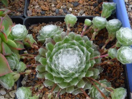 蛛絲卷絹怎么養(yǎng)？蛛絲卷絹扦插？【圖】