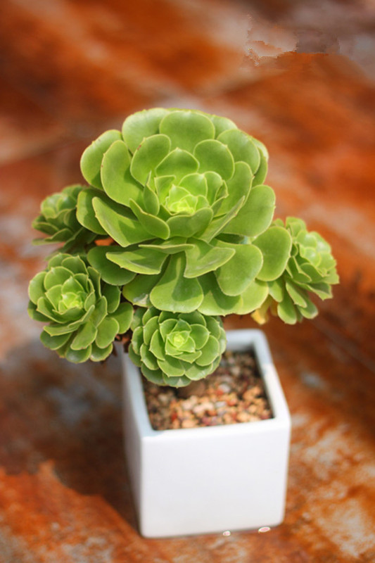 玉龍觀音怎么養？玉龍觀音換盆時對盆有什么要求？【圖】