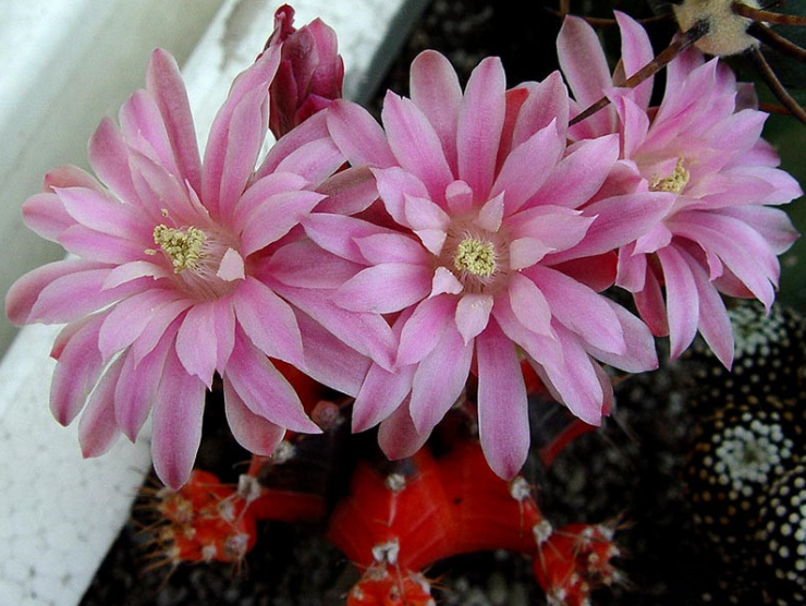 緋牡丹怎么養？緋牡丹爛了部分怎么辦？【圖】