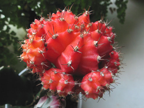 緋牡丹怎么養？緋牡丹爛了部分怎么辦？【圖】