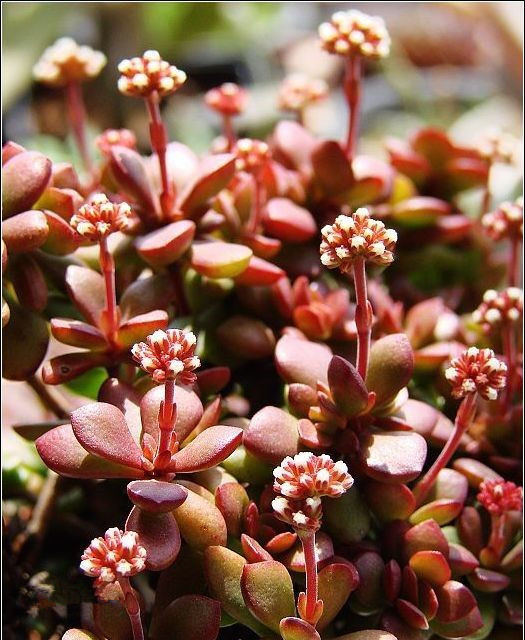 紅稚兒怎么養？紅稚兒是醉夕陽嗎？【圖】