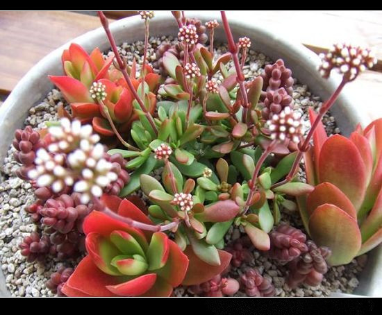 紅稚兒怎么養？紅稚兒是醉夕陽嗎？【圖】