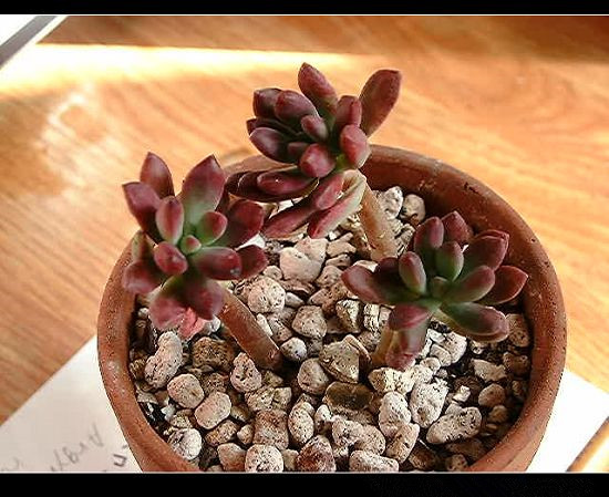 紅稚兒怎么養？紅稚兒是醉夕陽嗎？【圖】