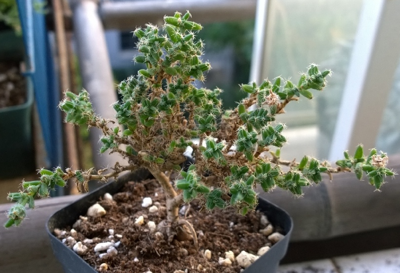 姬紅小松怎么養?姬紅小松的養殖方法?【圖】