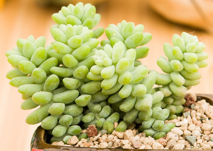 新玉綴怎么養(yǎng)?新玉綴的養(yǎng)殖方法?【圖】