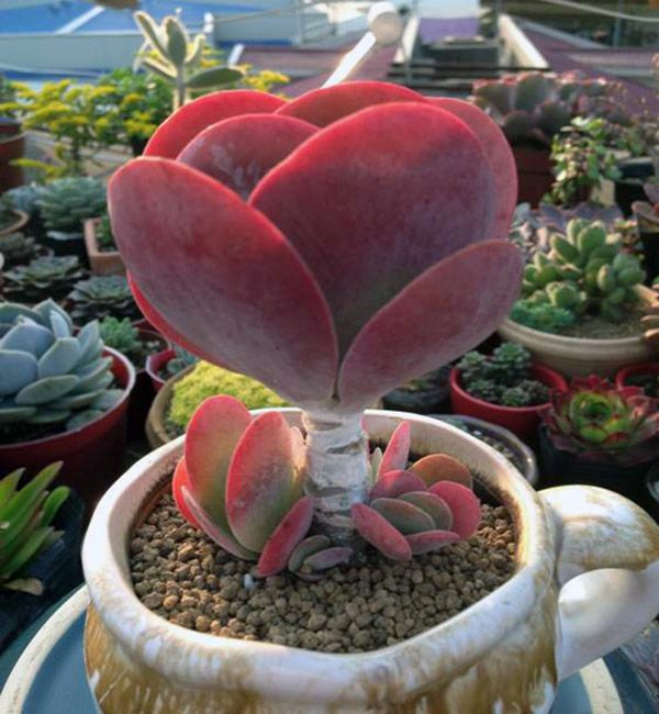 唐印怎么養?唐印的養殖方法?【圖】