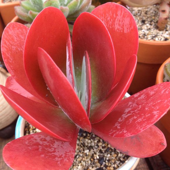 唐印怎么養?唐印的養殖方法?【圖】