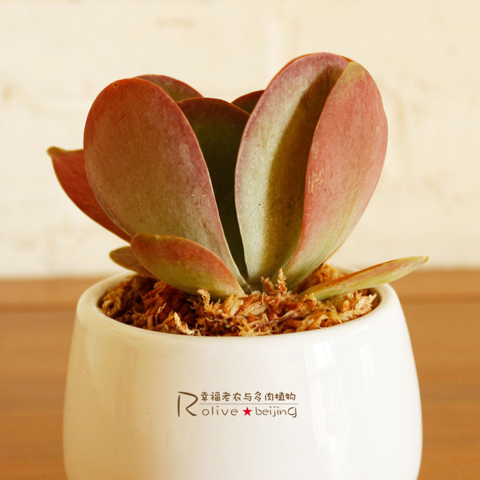 唐印怎么養?唐印的養殖方法?【圖】