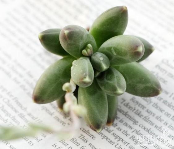 千代田之松怎么養?千代田之松怎么繁殖?【圖】