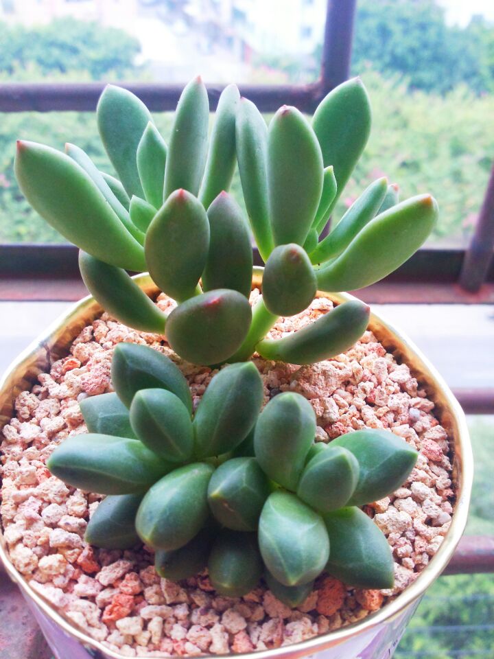 千代田之松怎么養?千代田之松怎么繁殖?【圖】