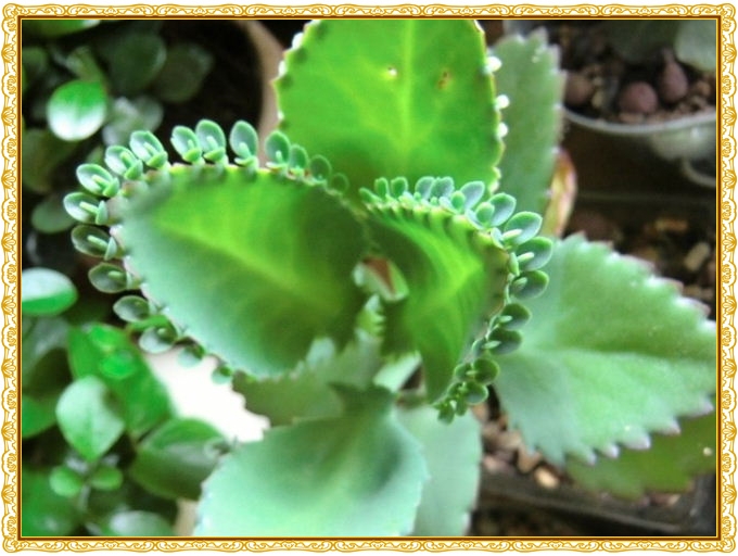 大葉落地生根的養殖方法?大葉落地生根幾年開花?【圖】