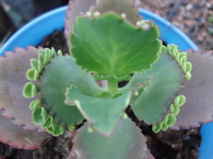 大葉落地生根的養殖方法?大葉落地生根幾年開花?【圖】