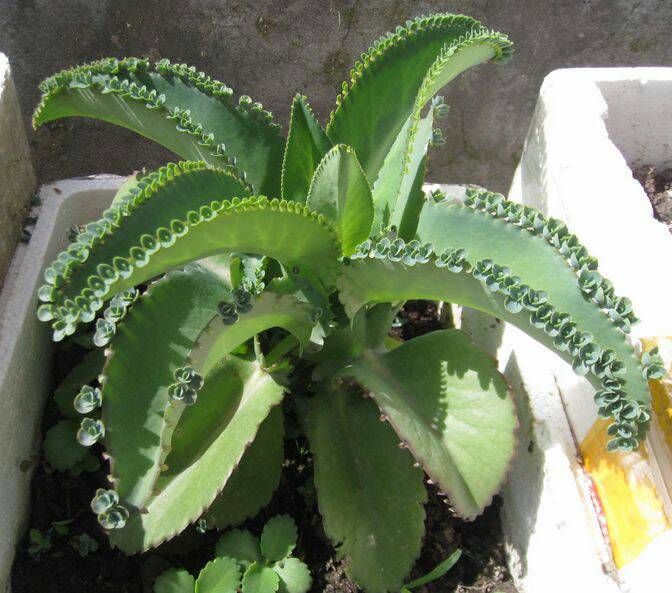 大葉落地生根的養殖方法?大葉落地生根幾年開花?【圖】