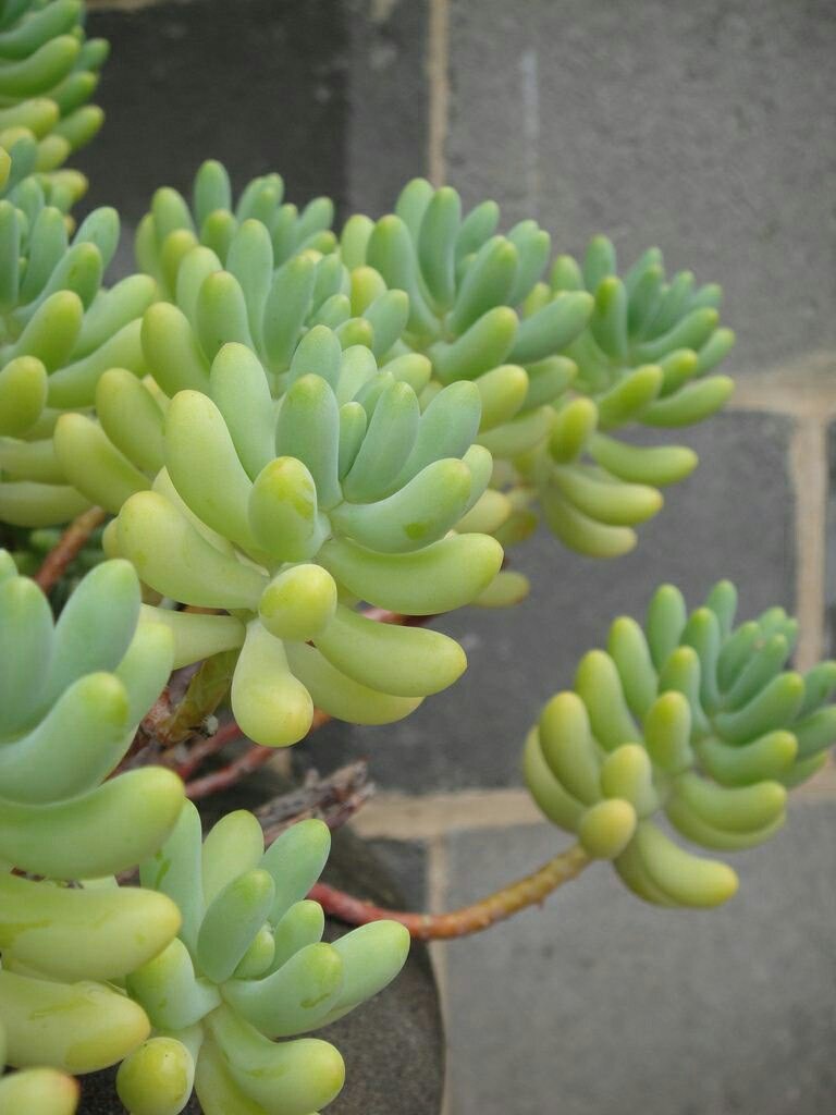 白花小松怎么養(yǎng)?白花小松怎么扦插?【圖】