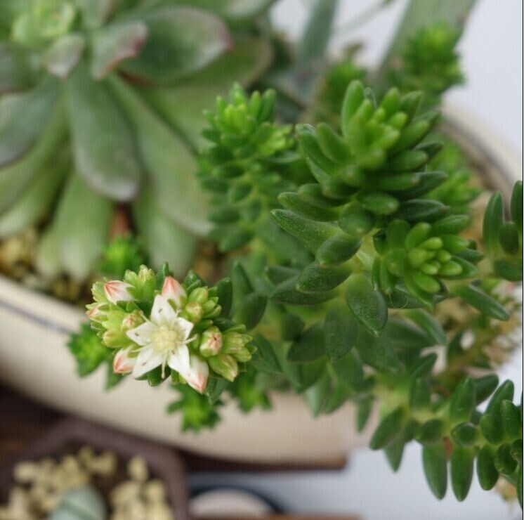 白花小松怎么養(yǎng)?白花小松怎么扦插?【圖】