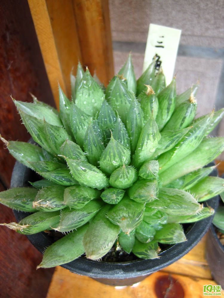 三角琉璃蓮怎么養?三角琉璃蓮怎么悶養?【圖】