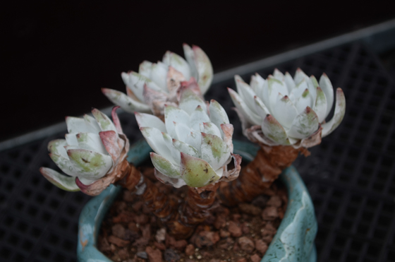 仙女杯怎么養?仙女杯為什么貴?【圖】