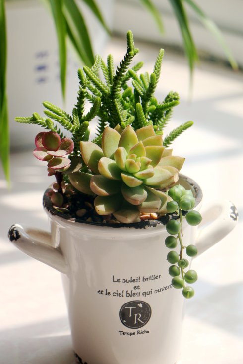 若綠的養殖方法?若綠與青鎖龍的區別?【圖】