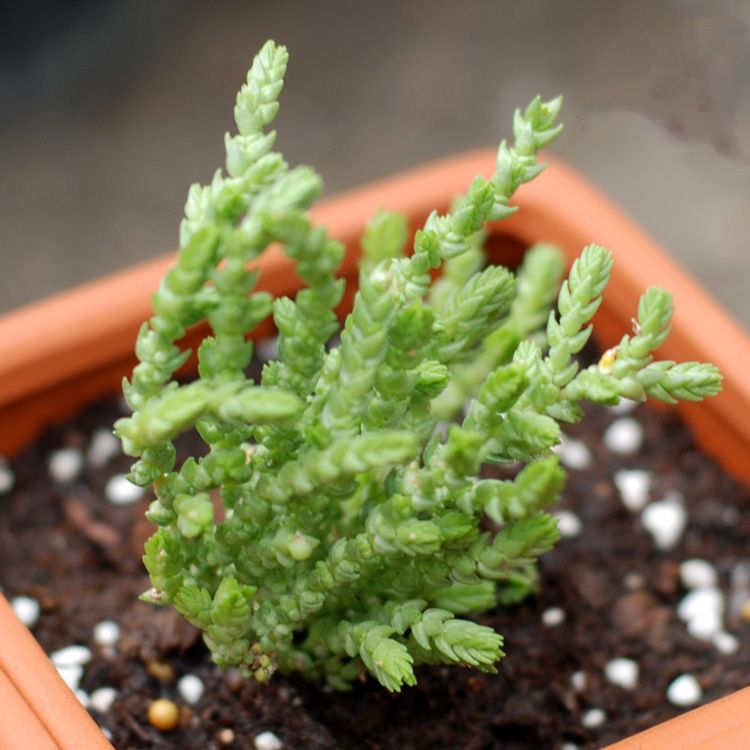 若綠的養殖方法?若綠與青鎖龍的區別?【圖】