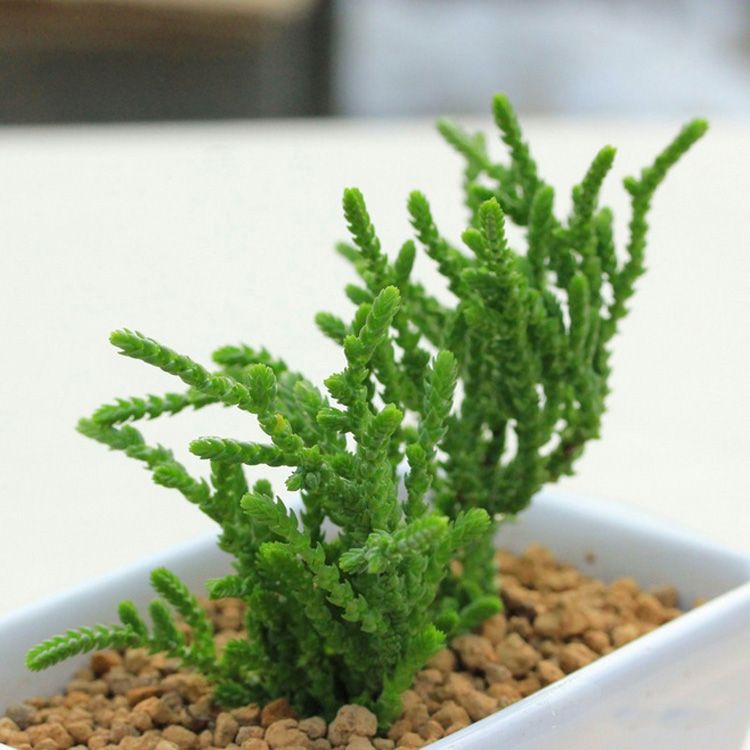 若綠的養殖方法?若綠與青鎖龍的區別?【圖】