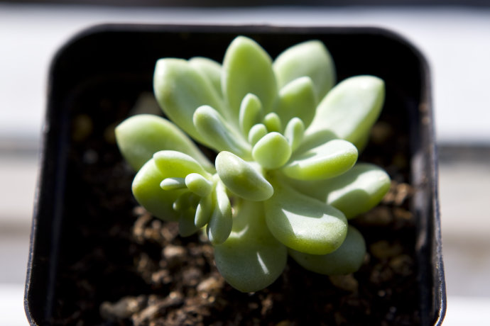 凝脂蓮怎么養?凝脂蓮和勞爾的區別?【圖】