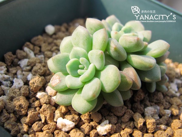 凝脂蓮怎么養?凝脂蓮和勞爾的區別?【圖】