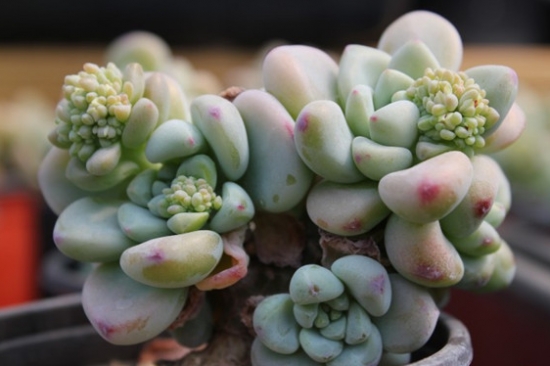 凝脂蓮怎么養?凝脂蓮和勞爾的區別?【圖】