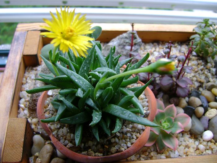 黃花照波的養殖方法?黃花照波的繁殖方法?【圖】