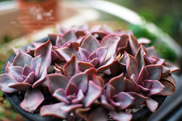 初戀多肉繁殖方法?初戀多肉又叫什么名字?【圖】