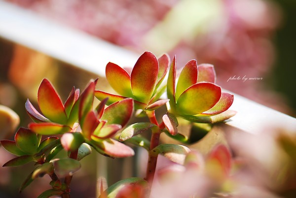 天狗之舞怎么養(yǎng)?天狗之舞和火祭的區(qū)別【圖】