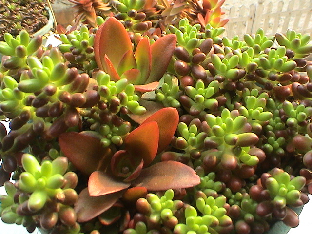 玉米石怎么養?玉米石和虹之玉的區別【圖】