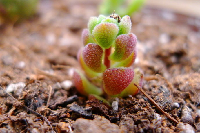 春之奇跡怎么養?春之奇跡為什么貴？【圖】