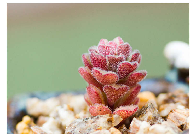 春之奇跡怎么養?春之奇跡為什么貴？【圖】