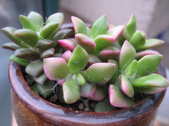 吹雪之松錦的養護？吹雪之松錦的養殖方法？【圖】