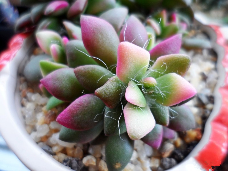 吹雪之松錦的養護？吹雪之松錦的養殖方法？【圖】